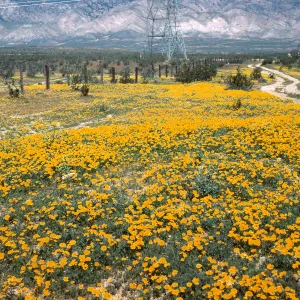 Coreopsis, Tehachapi Grade
