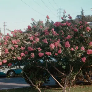 Crepe Myrtle, 3710 Los Feliz