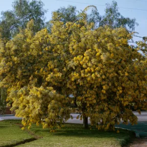 Acacia, Santa Barbara
