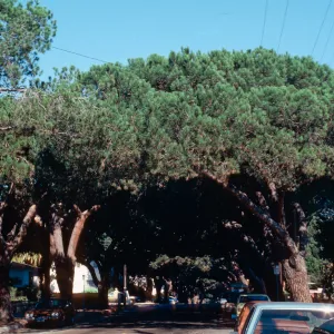 Pinus pinea, E. Anapamu St.