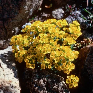 Draba lemmonii, Dana Plateau, 11,450'