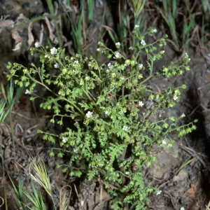Eucrypta chrysanthemifolia, near top of Southeast slopes, just South of Graveyard Canyon, Santa Barbara Island