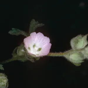 Sidalcea sp., Cuesta Ridge Botanic Area