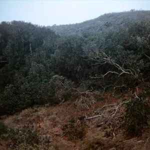 Quecrus tomentella grove in 1st canyon on North side of the Anacapa east of the wetland