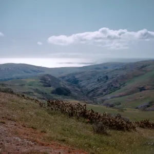 Wreck Canyon, Santa Rosa Island