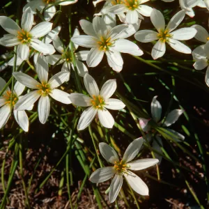 Zephyranthes candida, Marta Walters