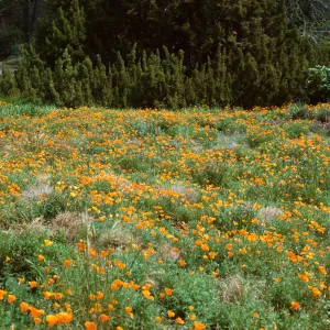 meadow, SBBG
