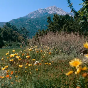 Daisies, Poppies, Purple Sage, SBBG