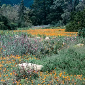 Meadow, SBBG