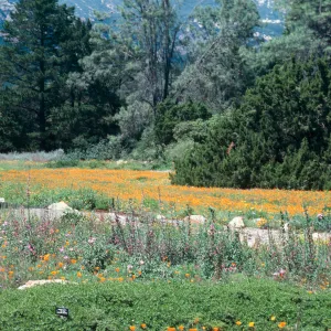 Meadow, SBBG