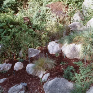 Arroyo seep, SBBG
