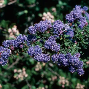 Ceanothus â€˜Dark Star', Porter Trail, SBBG