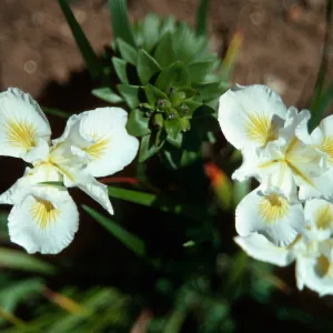 Iris â€˜Canyon Snow', Elizabeth de Forest Garden