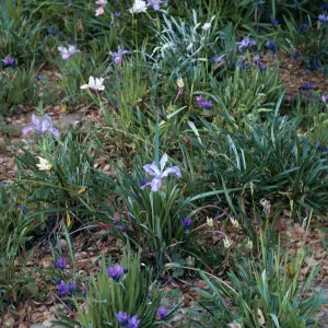 Elizabeth de Forest Garden