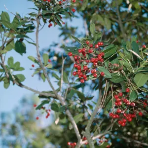 Heteromeles arbutifolia