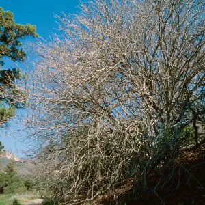 California Buckeye; east side of Meadow