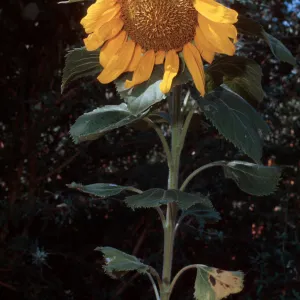 Helianthus annus