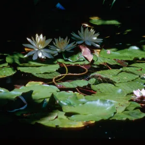 Water lilies, Self-Realization Gardens, Encinitas