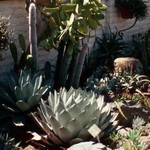 Sherman Library & Gardens