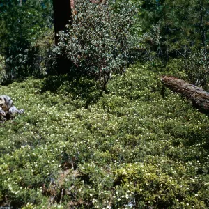 Chamaebatia foliosa, Rock Creek camp ground