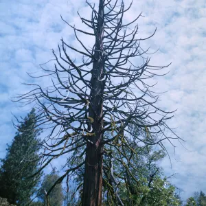 Calocedrus decurrens, Chiquito Creek