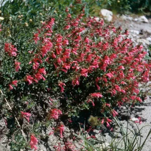 Penstemon newberryi, Tioga Rd.