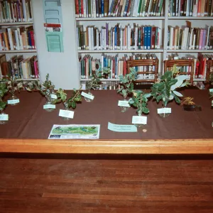 Oak display