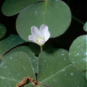 Oxalis oregana, Oxalidacea, Redwood Sorrel, Santa Barbara Botanic Garden