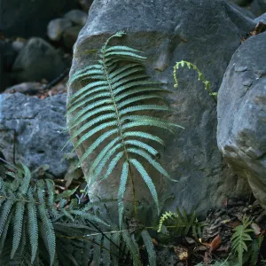 Downy Wood Fern, Arroyo Hondo