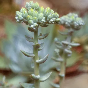 Dudleya (liveforevers) species