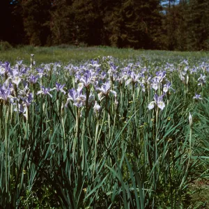 Iris, Mt Pinos