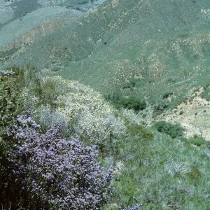 Ceanothus (California Lilac), S. Cal.