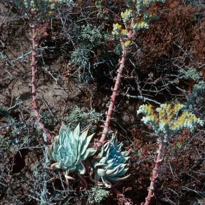 Dudleya traskiae, Signal Peak