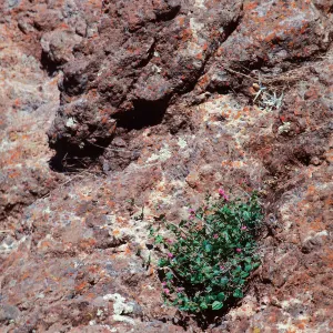 Mirabilis californica, South-facing slope near Lagunitas Secas