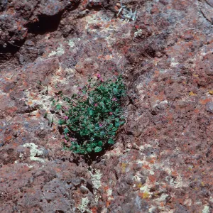 Mirabilis californica, South-facing slope near Lagunitas Secas