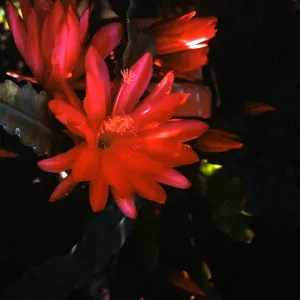 Orchid Cactus, at Will Rogers Ranch