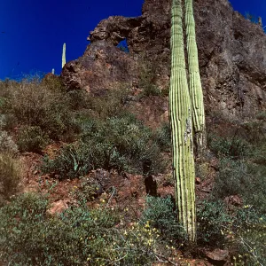 Saguaro cactii, Peralta Trail, Superstition Mountain