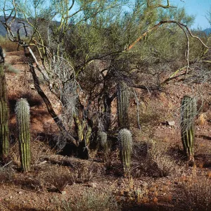 Saguaro Cacti, Peralta Trail, Superstition Mountains, Arizona