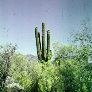 Palo Verde & Saguaro blooming