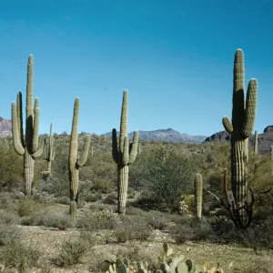 Saguaros, Superstition Mountains, Arizona