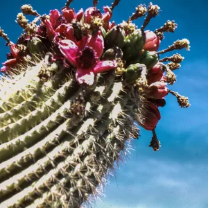 Saguaro fruit, near Pinnacle Peak, Arizona