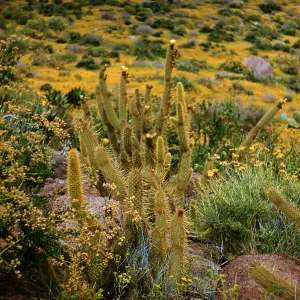 Bergerocactus emoryi, El Descanso, Baja California