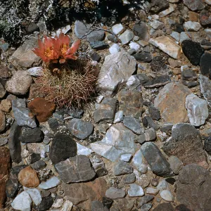 Echinomastus johnsonii var. octocantha, Death Valley Junction, Mojave Desert, Inyo County