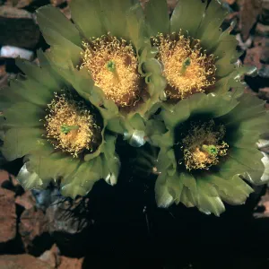 Echinomastus johnsonii var. lutescens