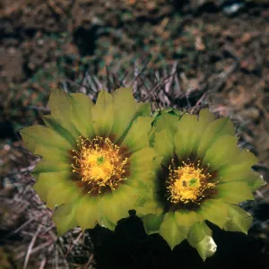 Echinomastus johnsonii var. lutescens, Date Creek, Arizona