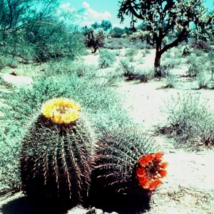 yellow & red-orange Barrel Cactus flowers