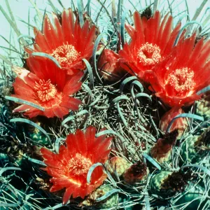 red-orange Barrel Cactus flowers