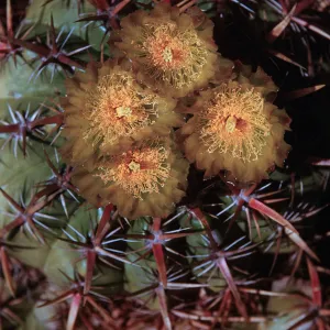 Ferocactus viridescens, San Diego, California