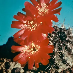 Cob Cactus, smallest Barrel Cactus