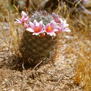  Fishhook cactus, near Pinnacle Peak, Arizona